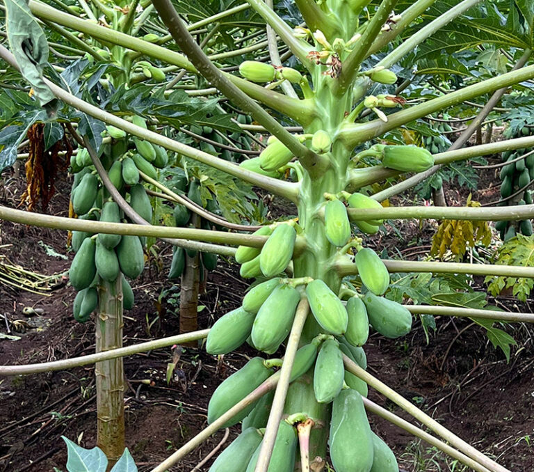 Vue de proche d'un plan de papaye, dans un champs du Costa Rica, elles ne sont pas mûres.