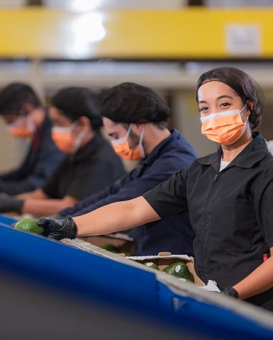 On aperçoit des employés qui tri les avocat ramassé dans le champs. on voit aussi une pile de boîte d'avocat.