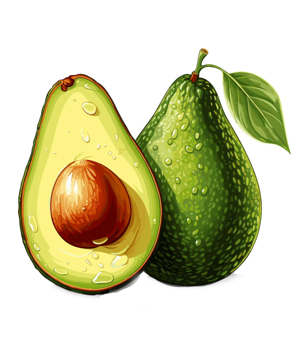 avocat-small-withoutshadow